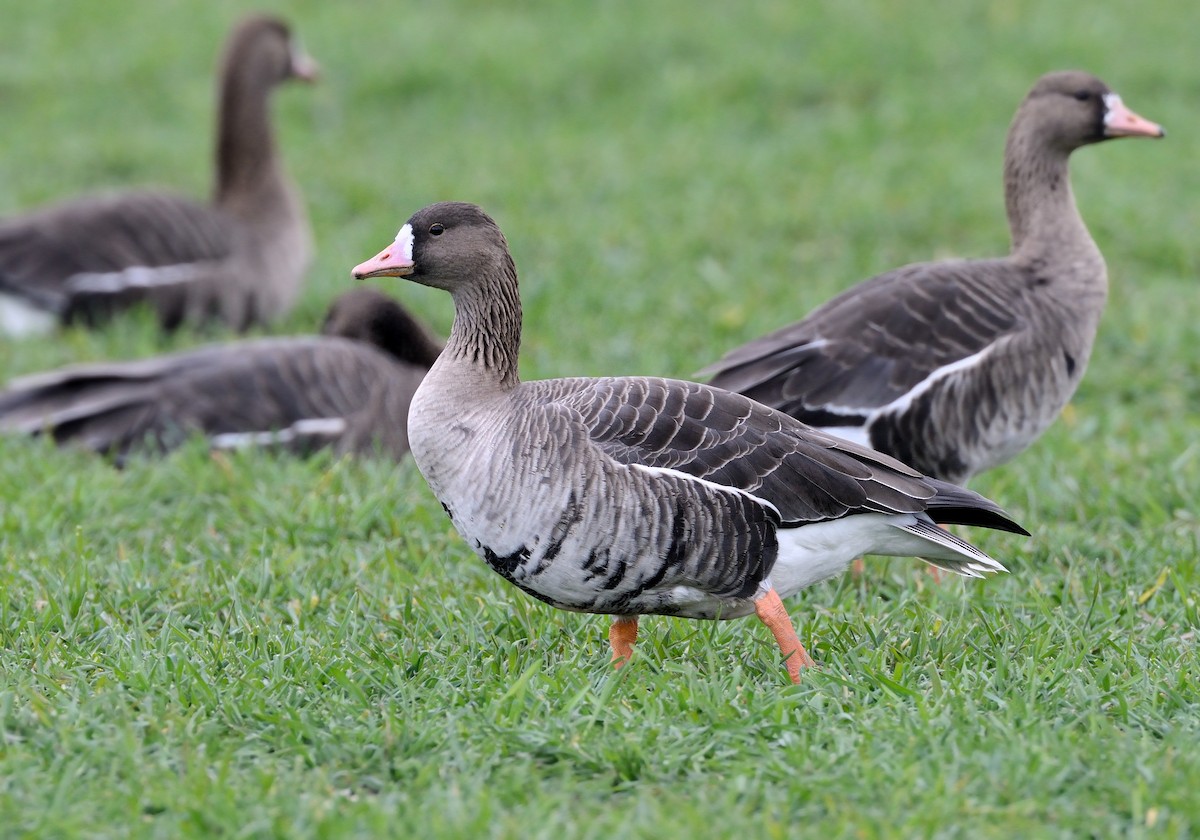 Greater White-fronted Goose - ML214445421