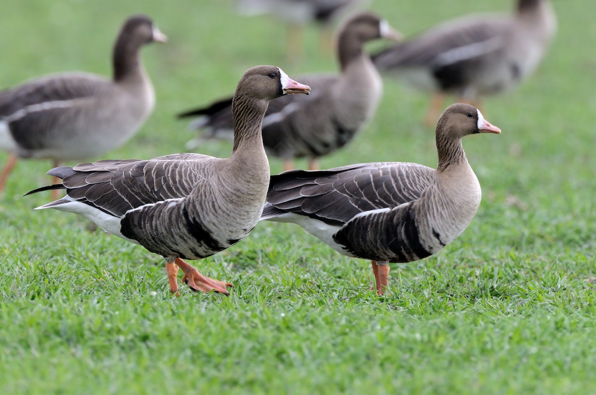 Greater White-fronted Goose - ML214445441