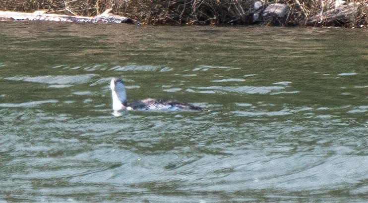 Red-throated Loon - sonny mencher