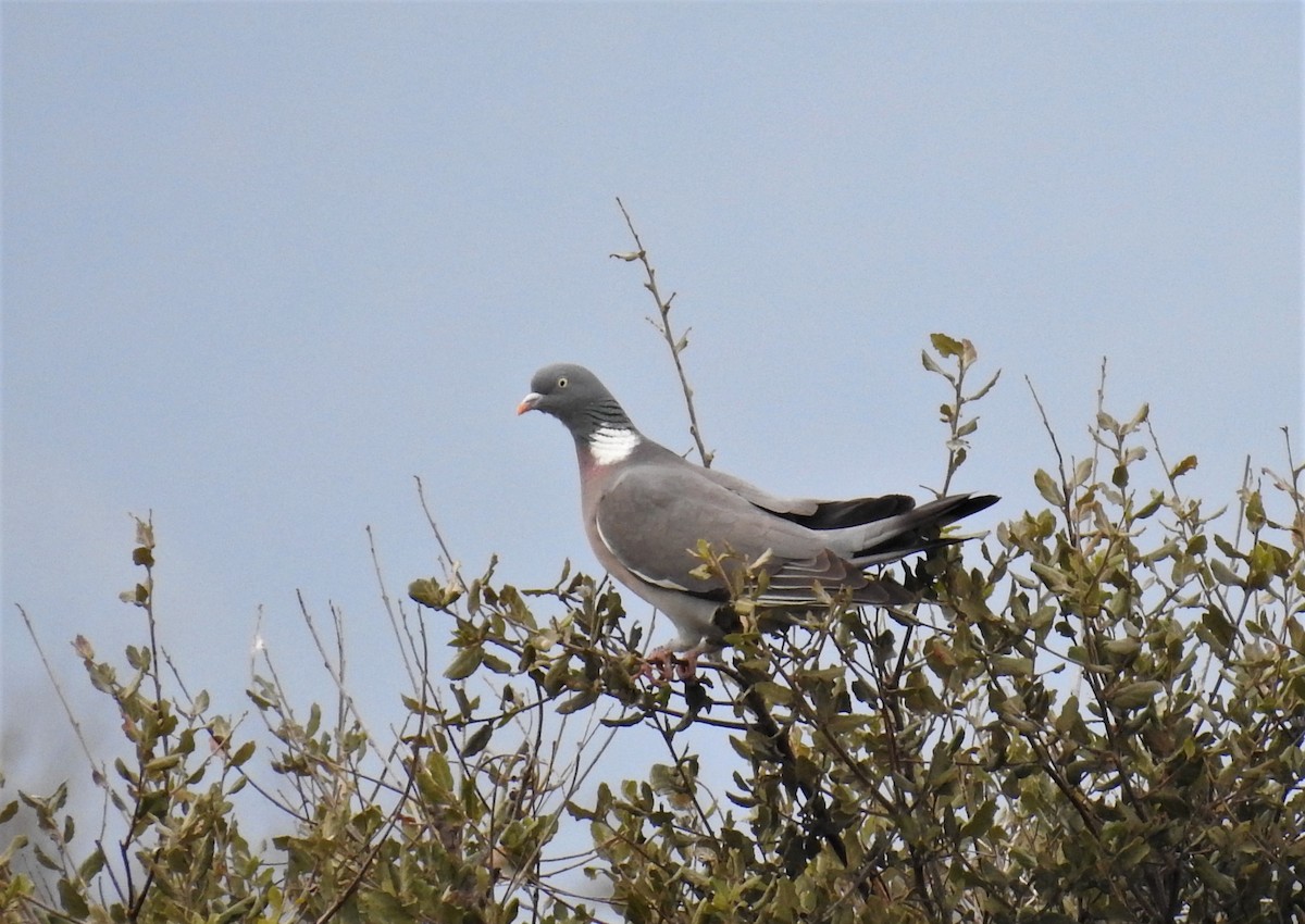Common Wood-Pigeon - ML214451111