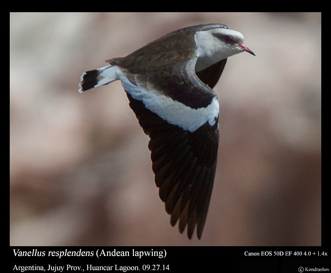 Andean Lapwing - ML214462131