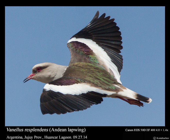 Andean Lapwing - ML214462151