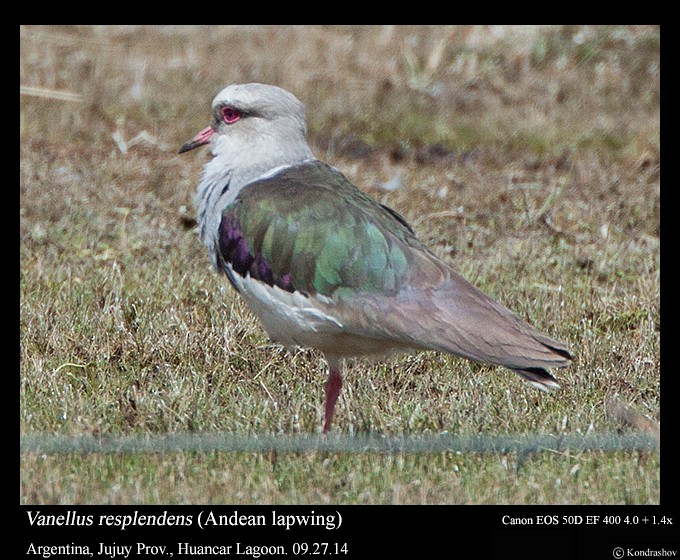 Andean Lapwing - ML214462161