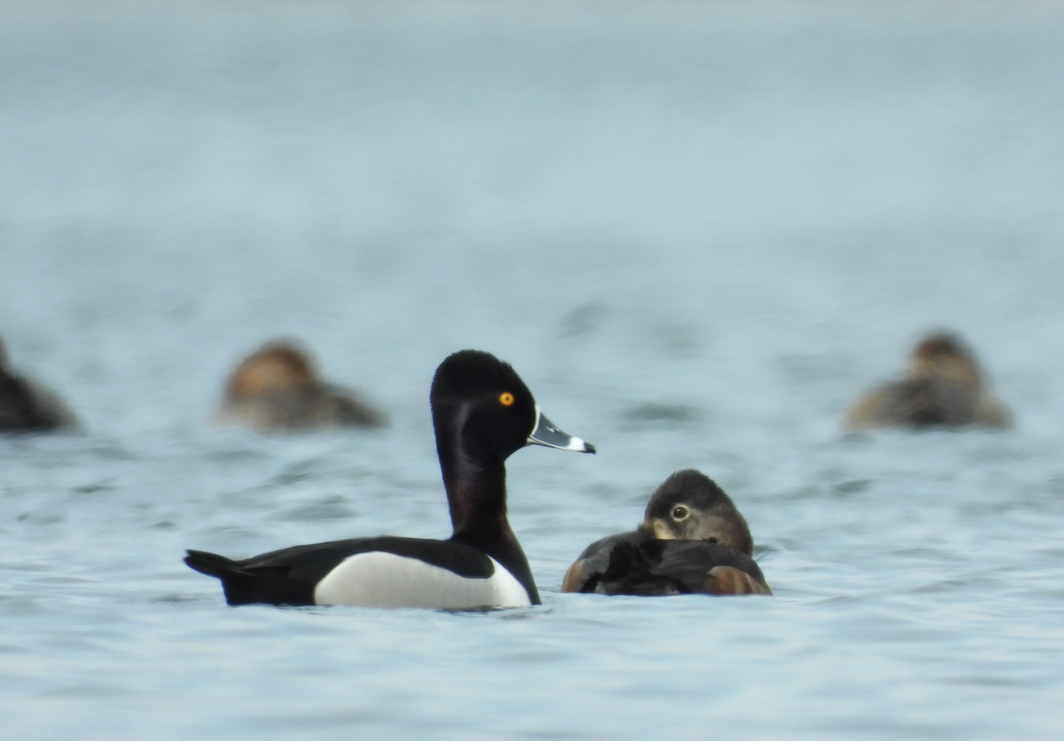 Ring-necked Duck - Manny Salas