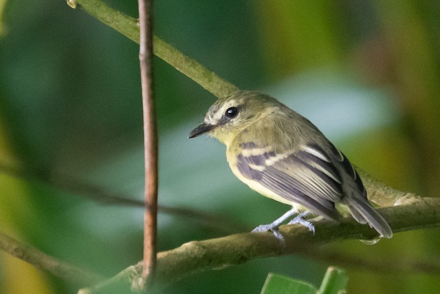 Yellow Tyrannulet