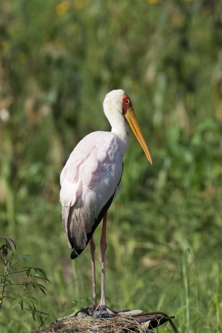 Yellow-billed Stork - Torin Waters 🦉