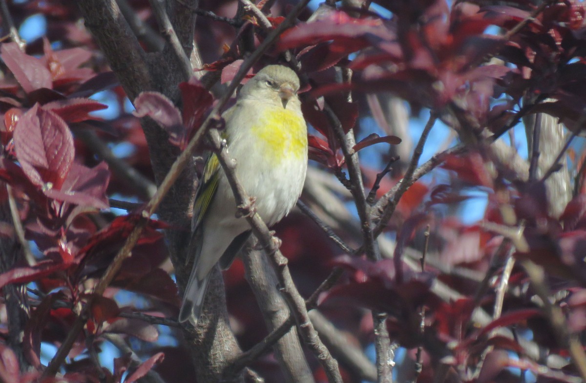 Lawrence's Goldfinch - ML214470631