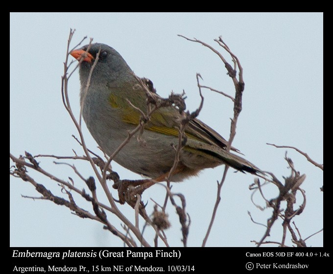 Great Pampa-Finch - Peter Kondrashov