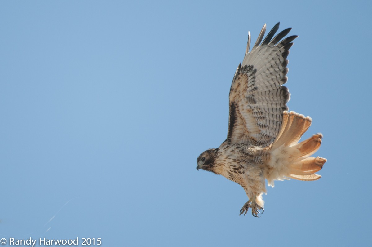 Red-tailed Hawk - ML21447271