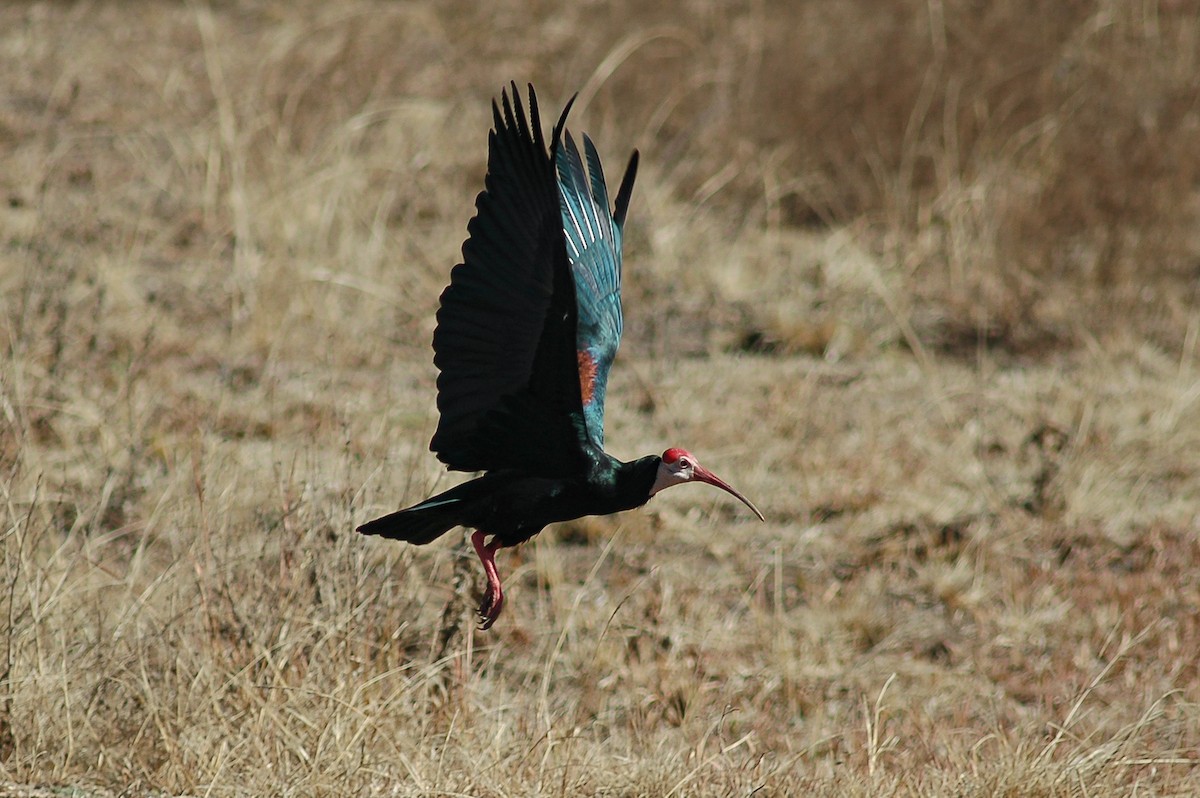 Southern Bald Ibis - James Kennerley