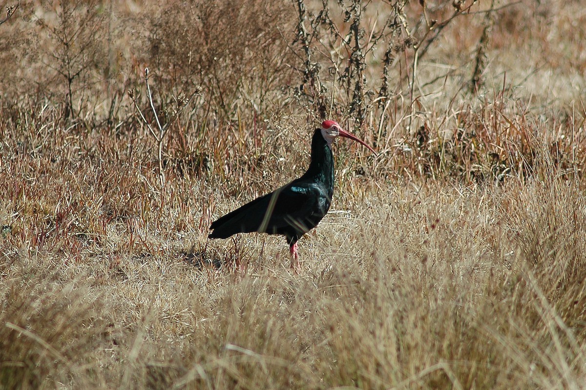 ibis jihoafrický - ML214474211