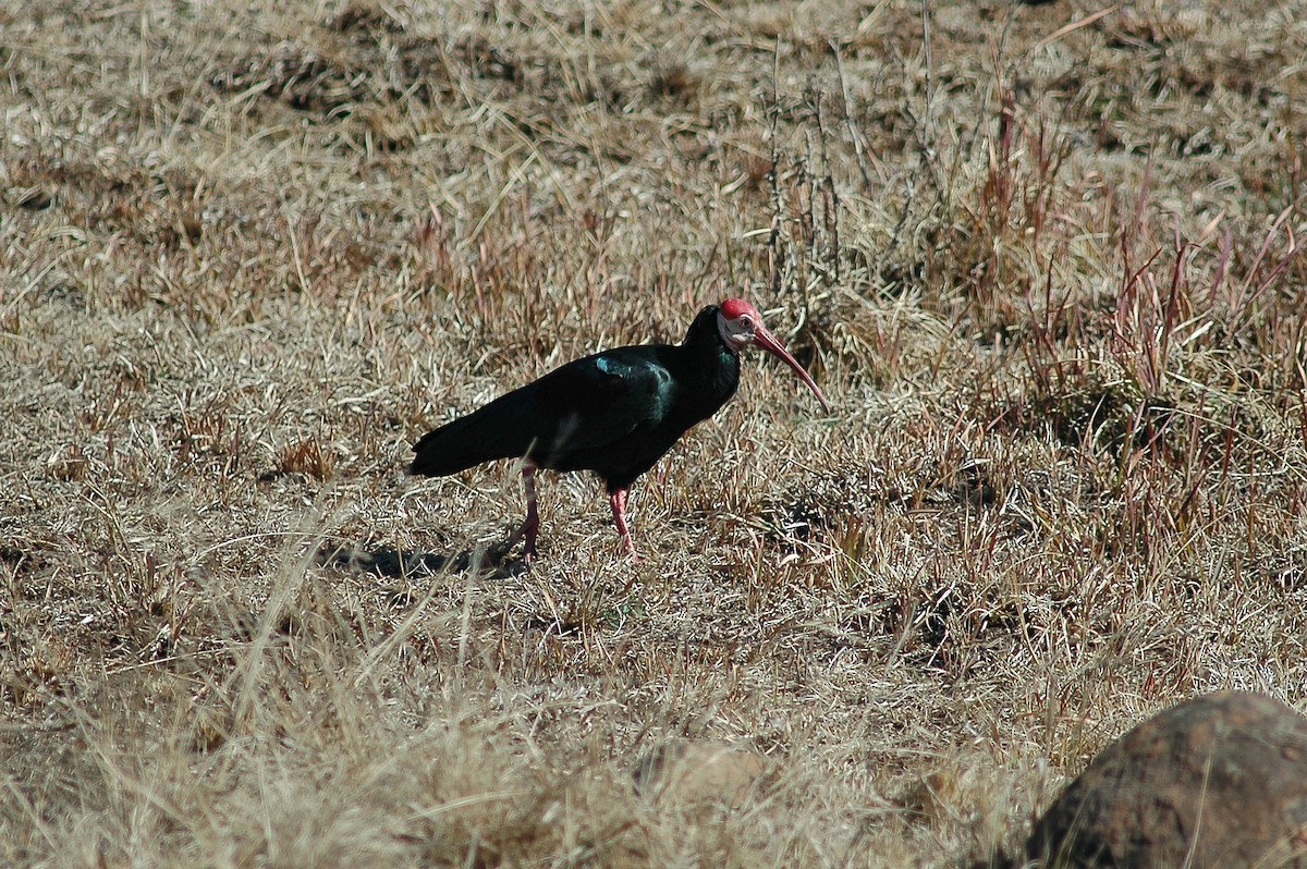ibis jihoafrický - ML214474331