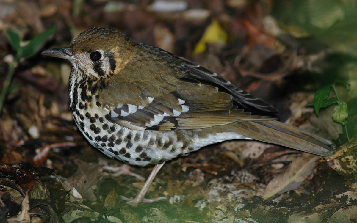 Spotted Ground-Thrush (Spotted) - ML214476851
