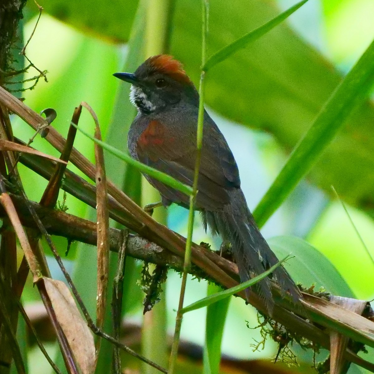 Dark-breasted Spinetail - Mike Grant