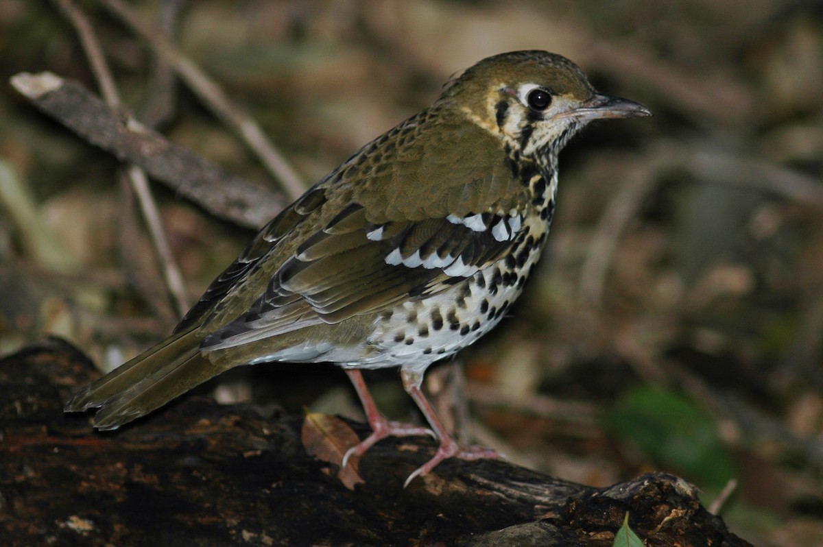 Spotted Ground-Thrush (Spotted) - ML214476901