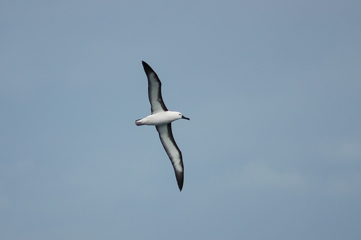 Indian Yellow-nosed Albatross - ML214477281