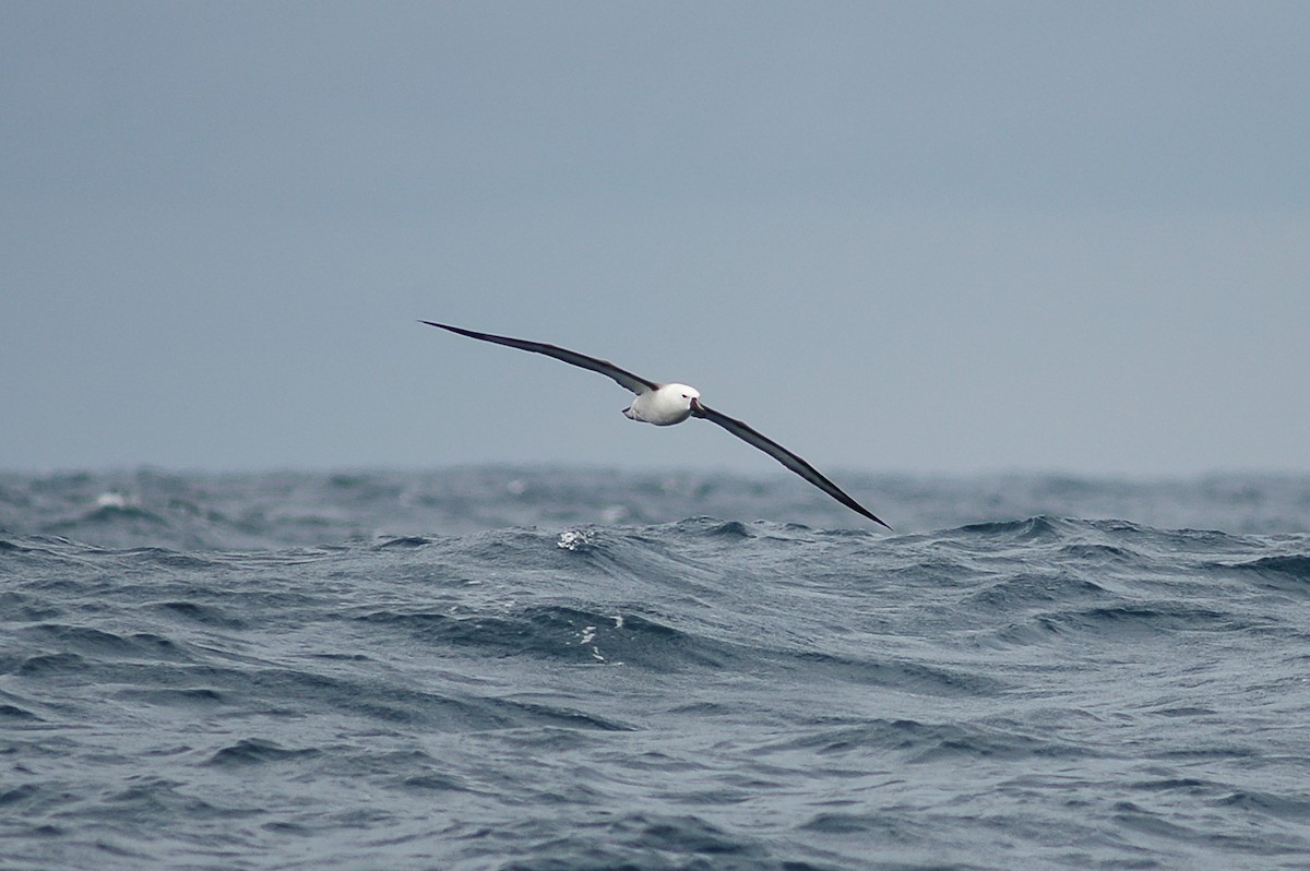 Indian Yellow-nosed Albatross - ML214477331