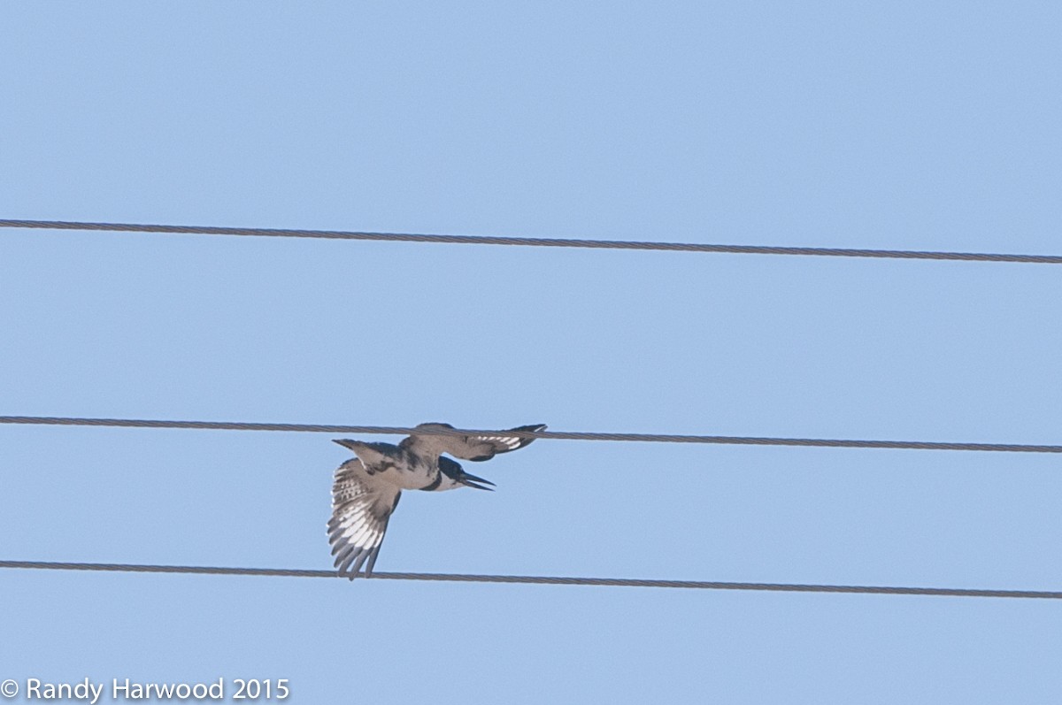Belted Kingfisher - ML21447791
