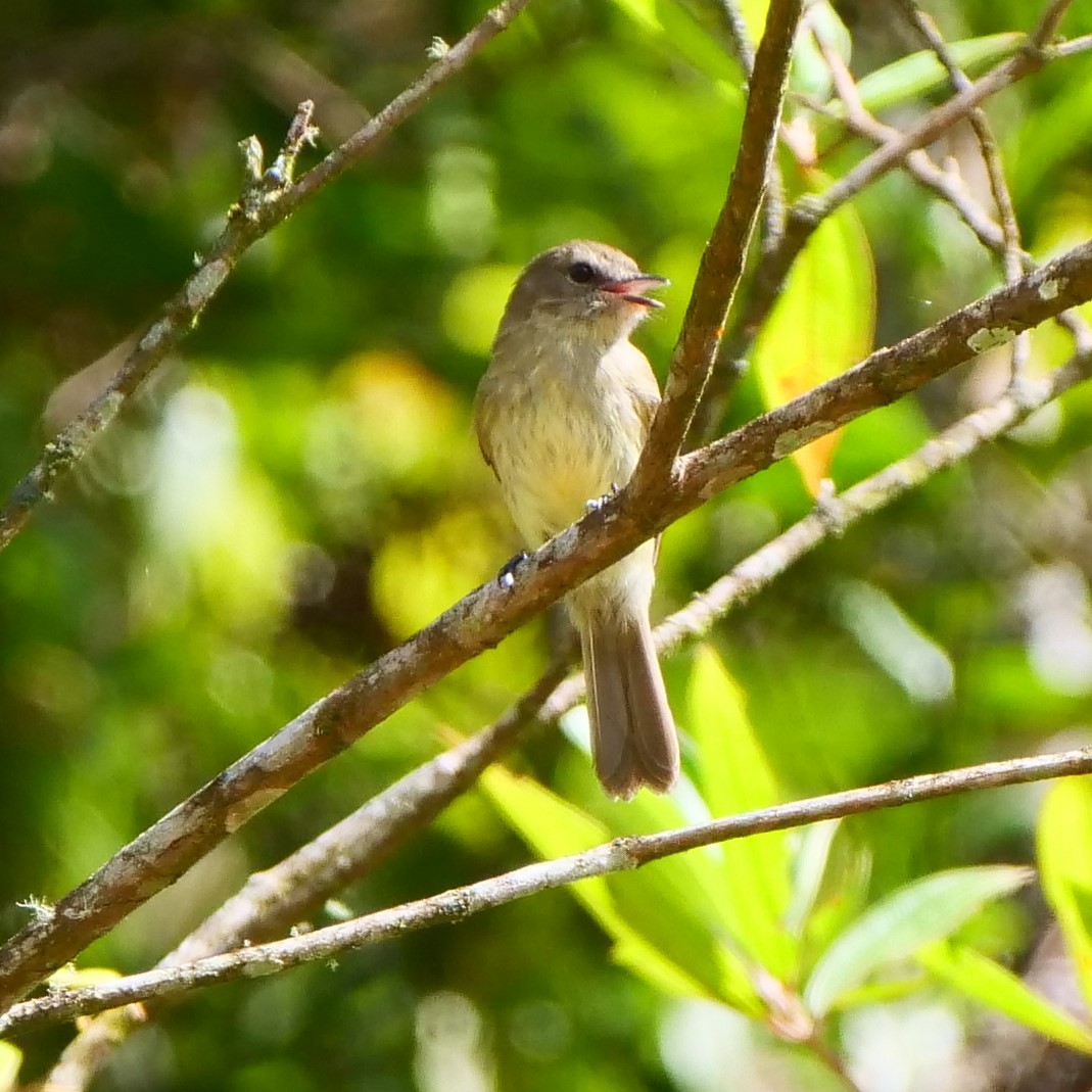 Olive-chested Flycatcher - Mike Grant