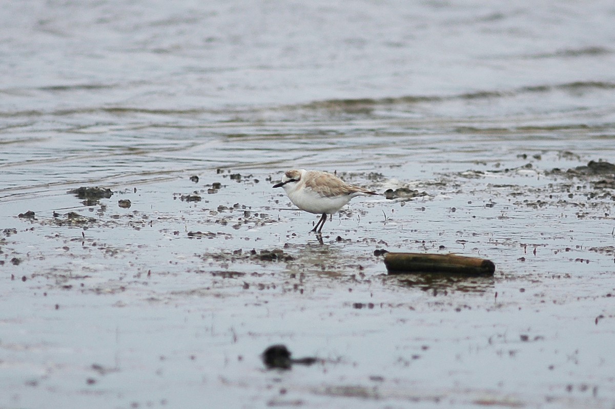 White-fronted Plover - ML214478011