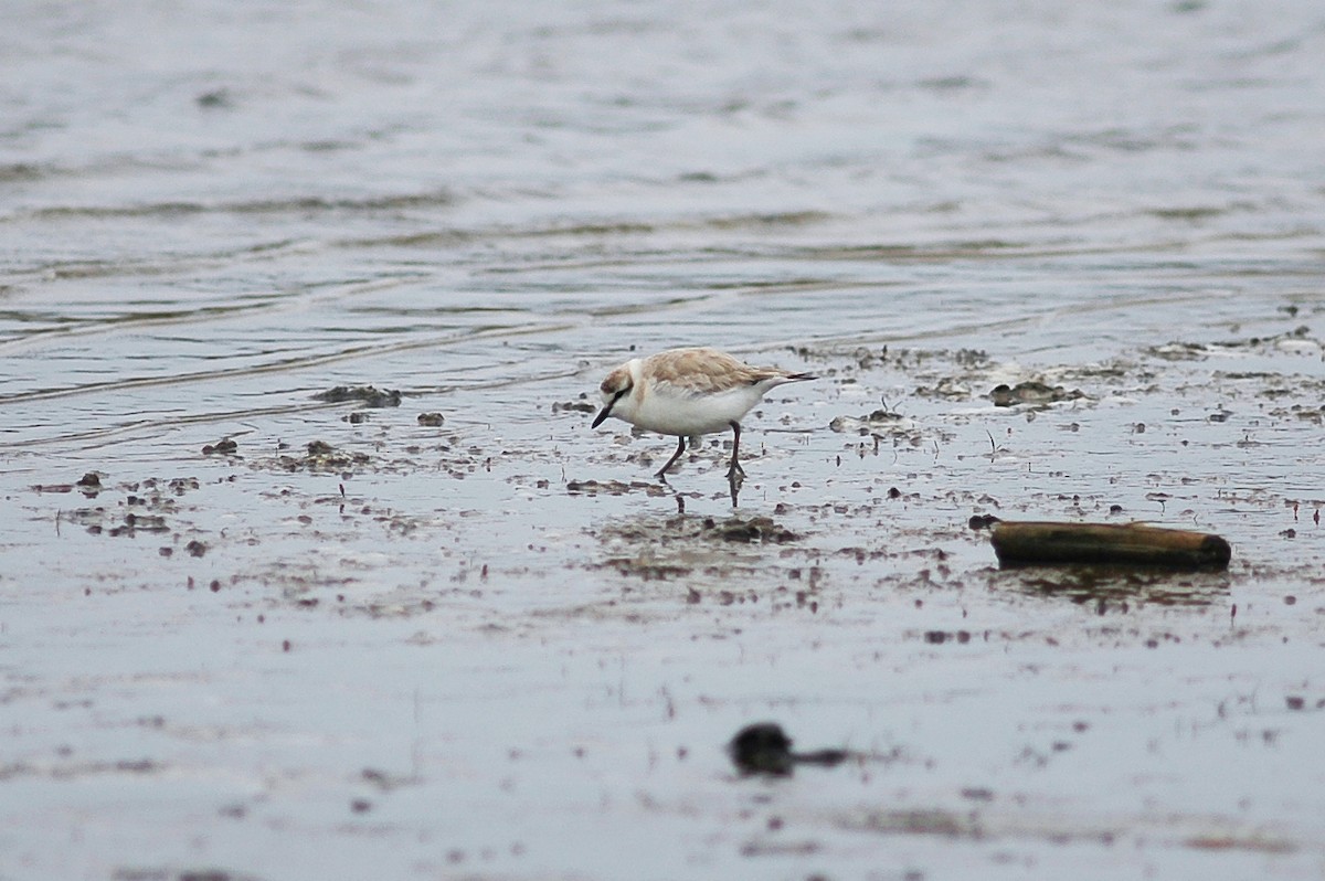 White-fronted Plover - ML214478021