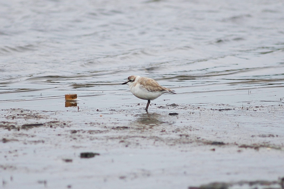 White-fronted Plover - ML214478031
