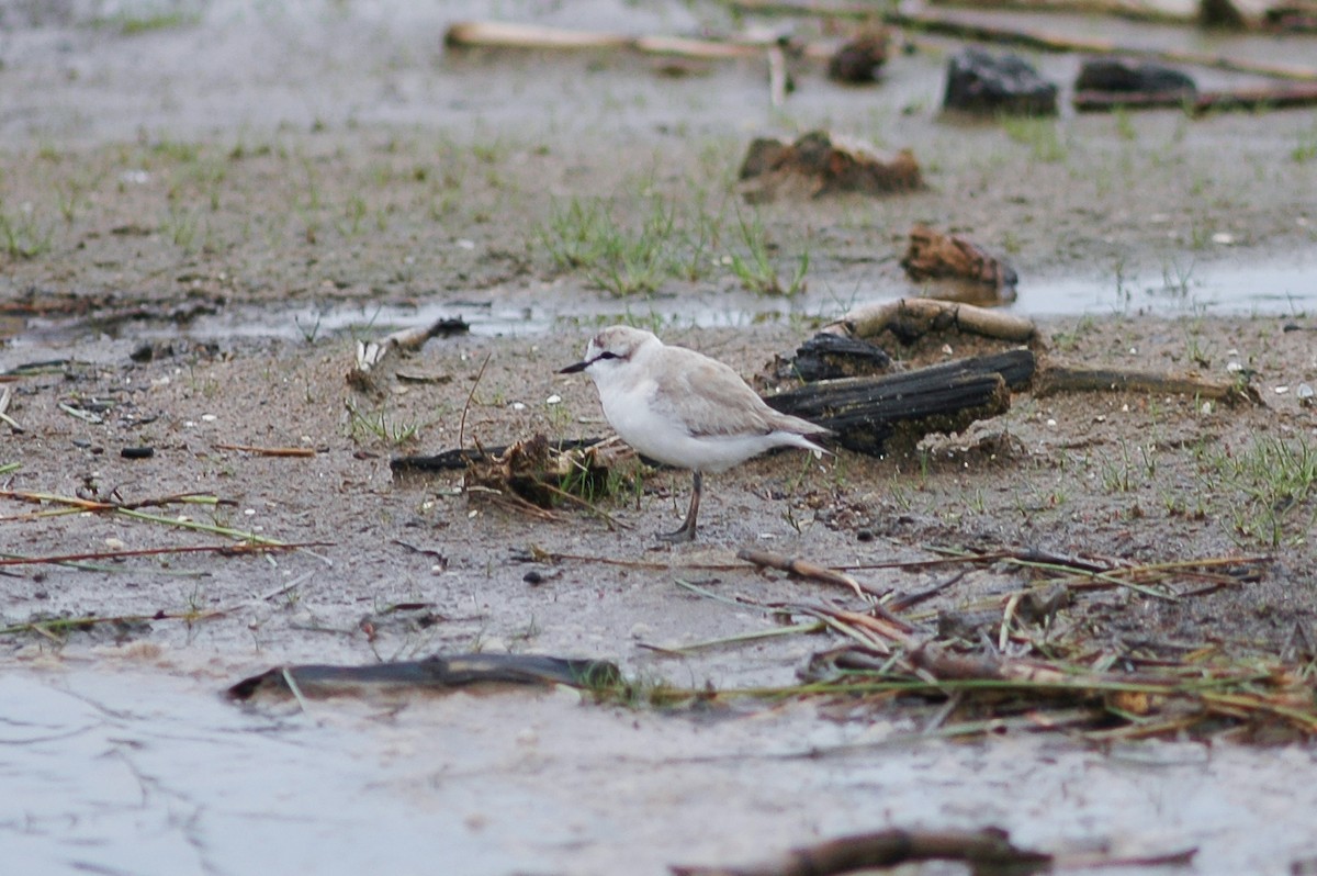 White-fronted Plover - ML214478061