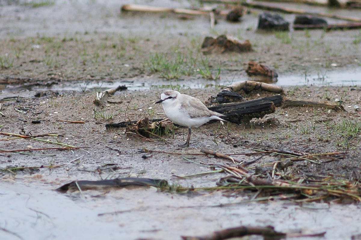 White-fronted Plover - ML214478071