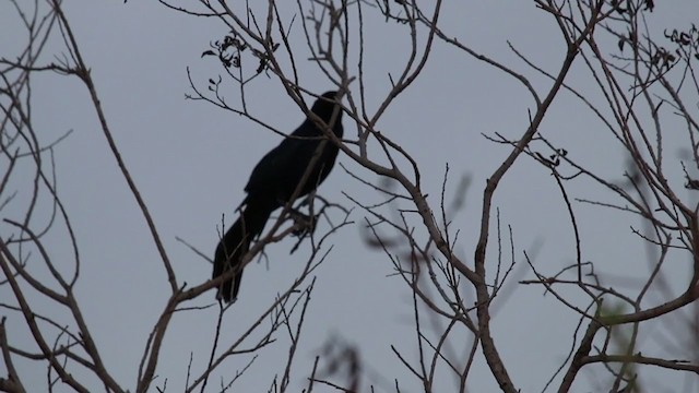 Great-tailed Grackle - ML214478531