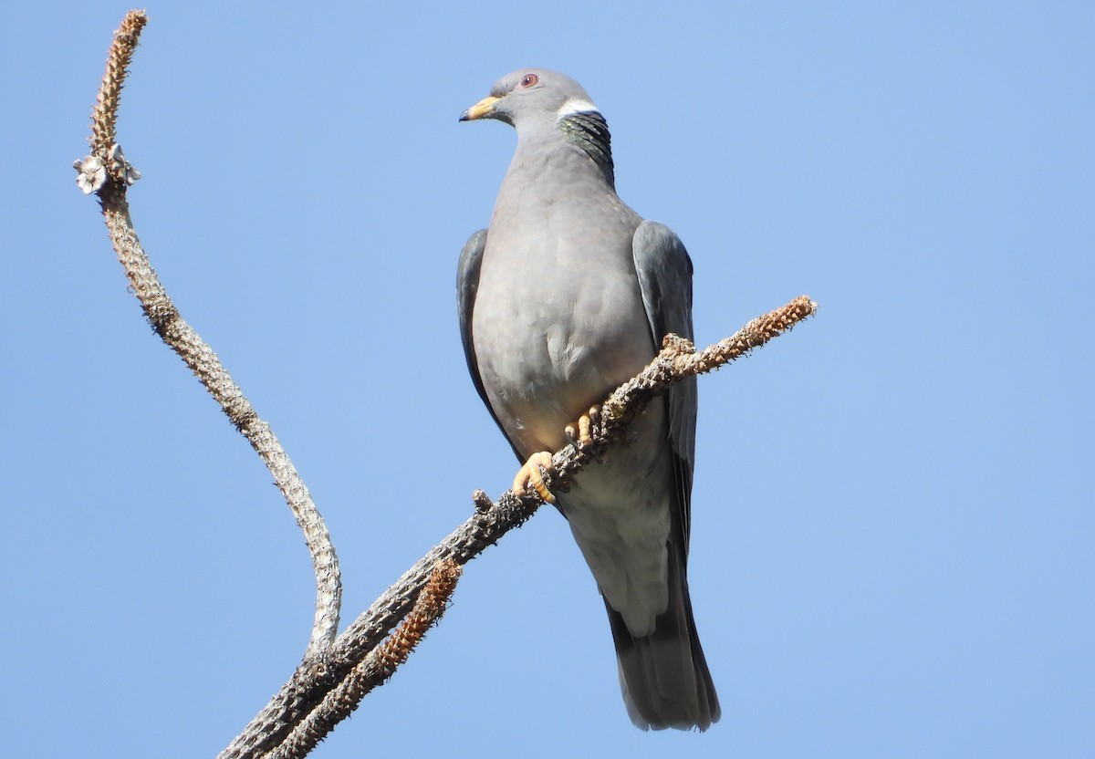 Band-tailed Pigeon - Corey S.