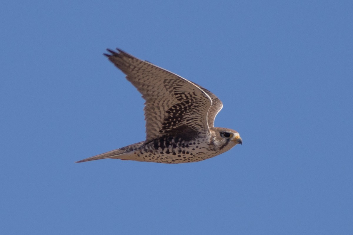 Prairie Falcon - Chuck Coxe