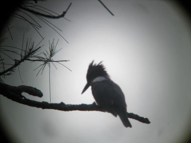 Belted Kingfisher - ML21448551
