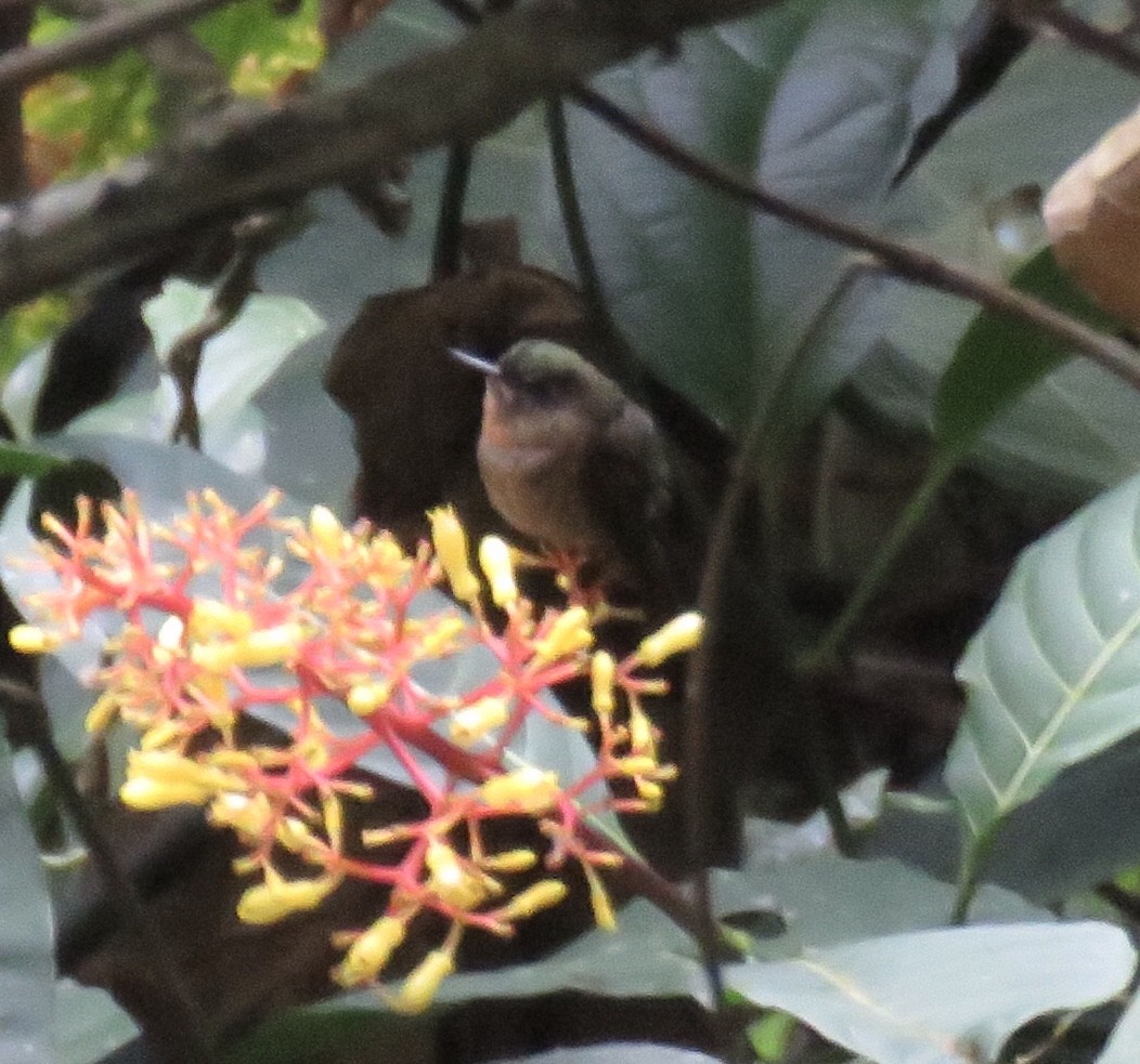 kolibřík dřišťálový - ML214488861