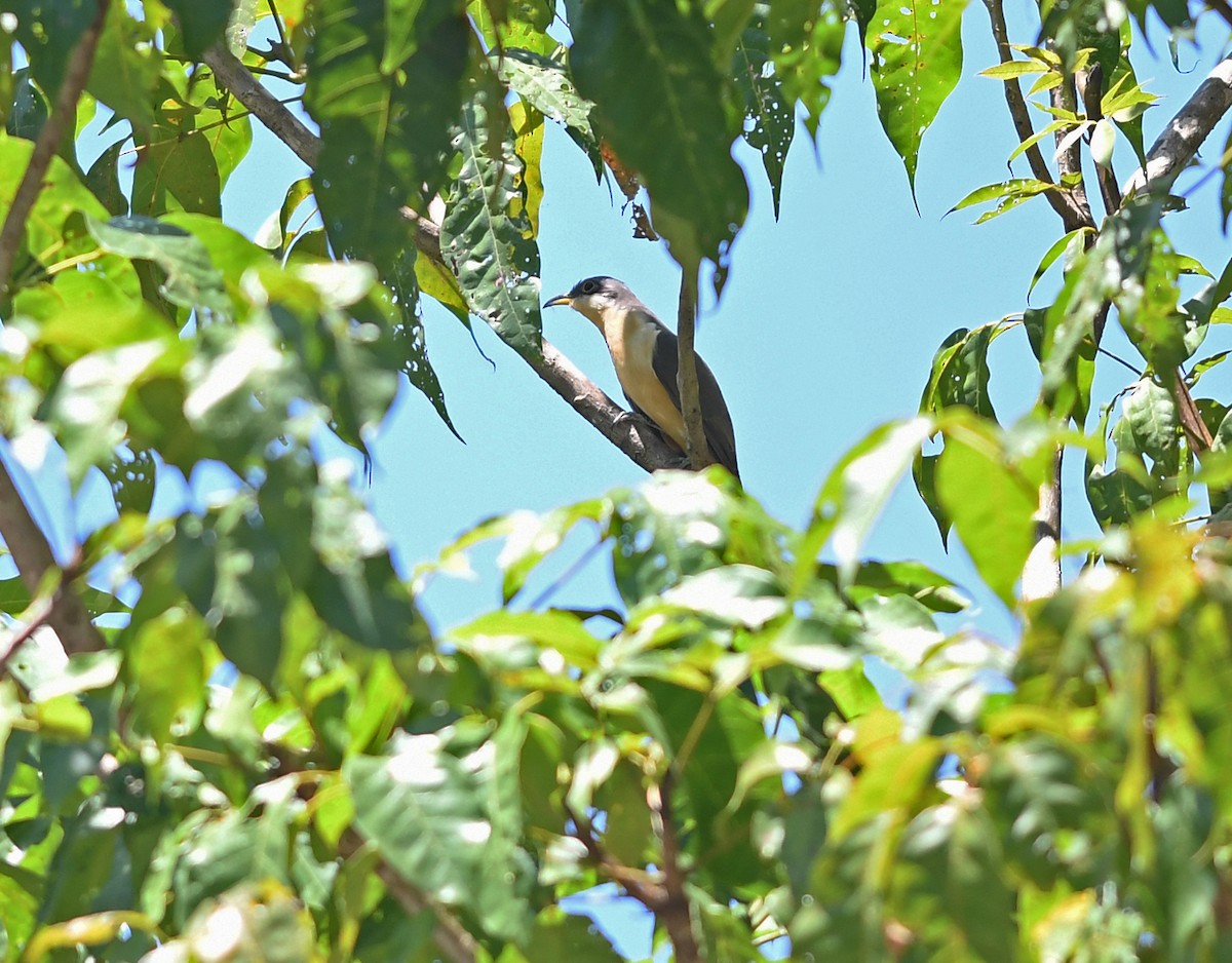 Mangrove Cuckoo - ML214489851