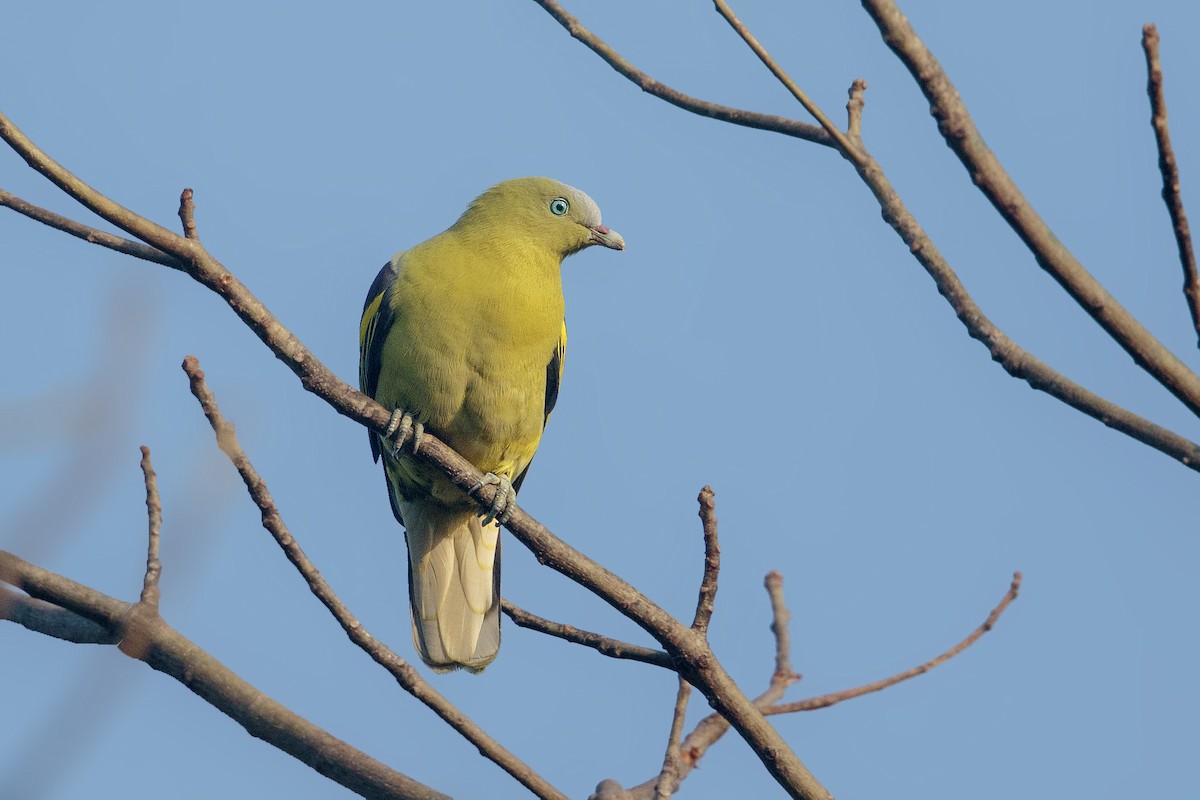 Philippine Green-Pigeon - ML214491361