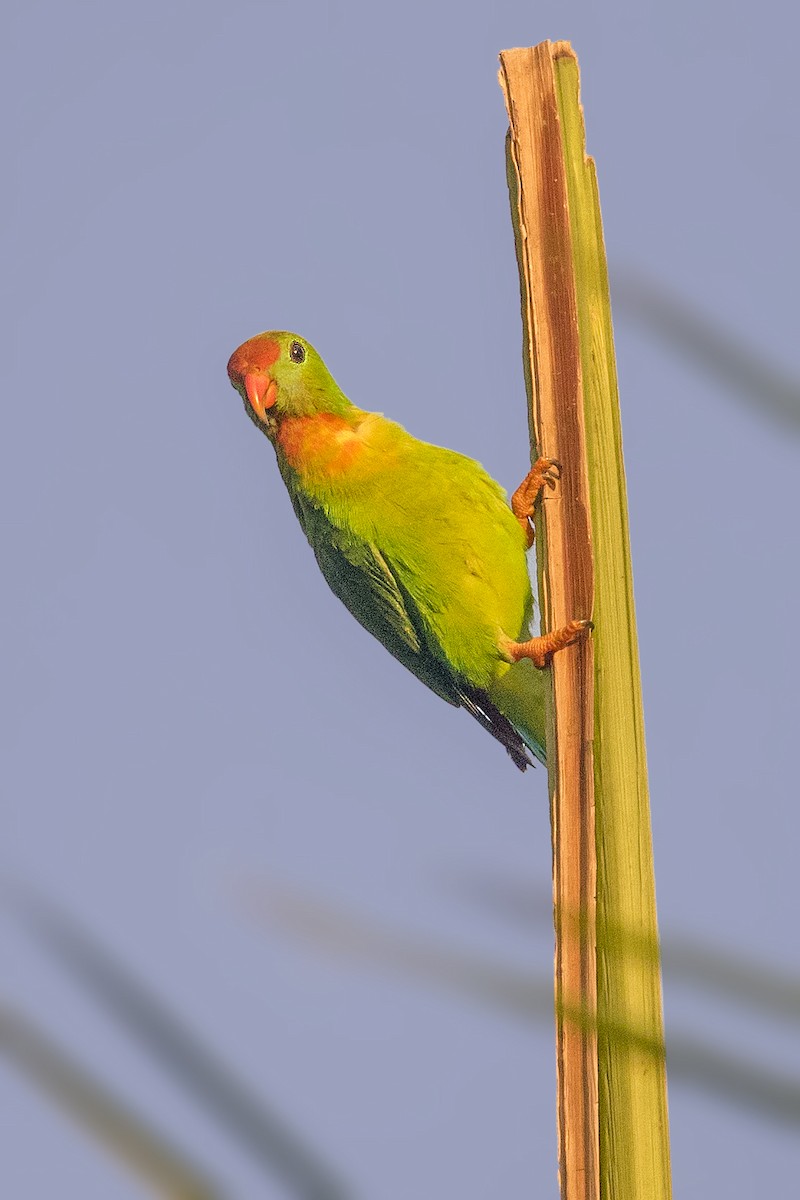 Philippine Hanging-Parrot - ML214491391