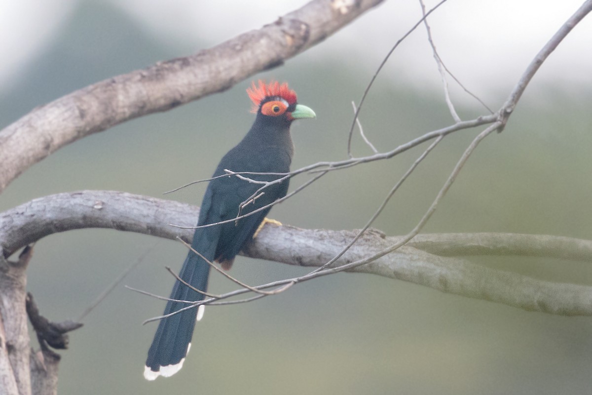Red-crested Malkoha - ML214491451