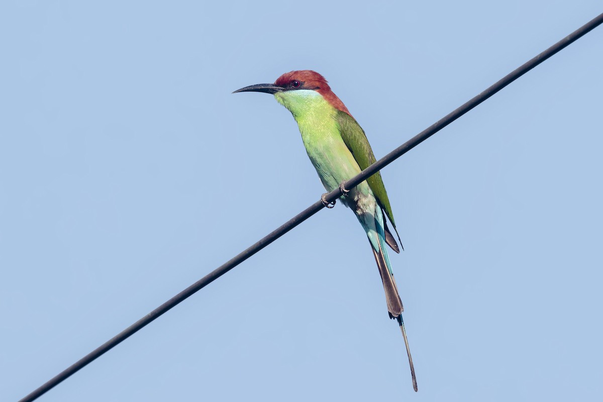 Rufous-crowned Bee-eater - ML214491481