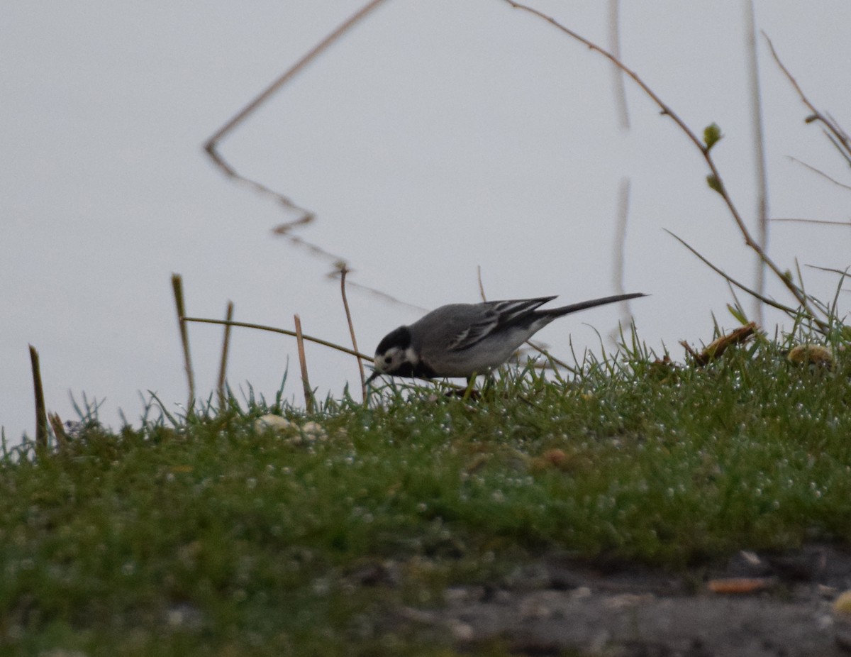 White Wagtail (White-faced) - ML214493791