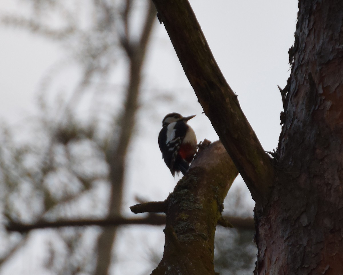 Great Spotted Woodpecker (Great Spotted) - ML214493901