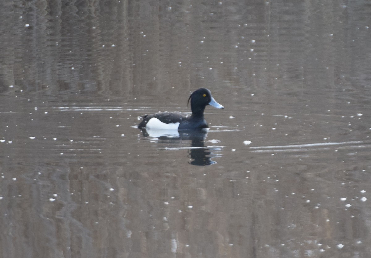 Tufted Duck - ML214494851