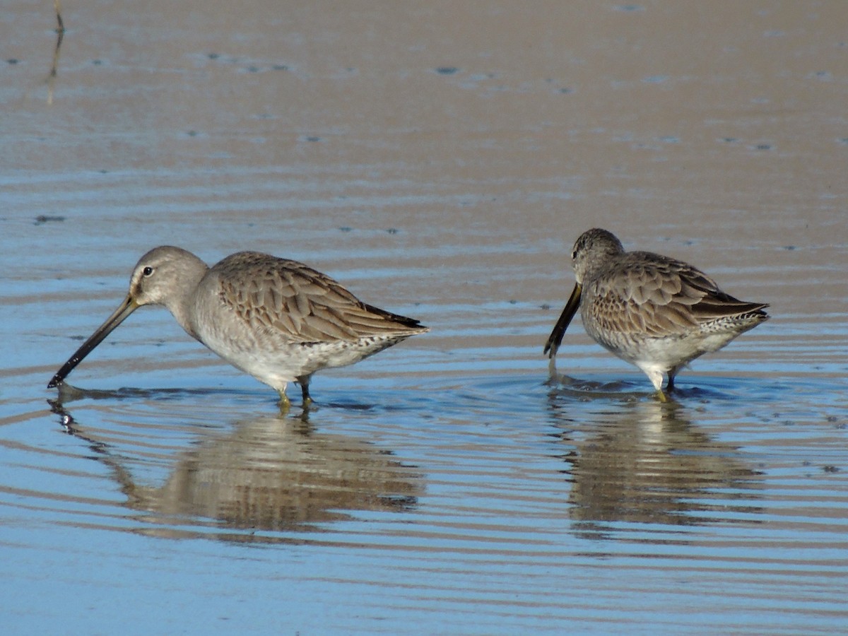 Long-billed Dowitcher - Greg Thomas