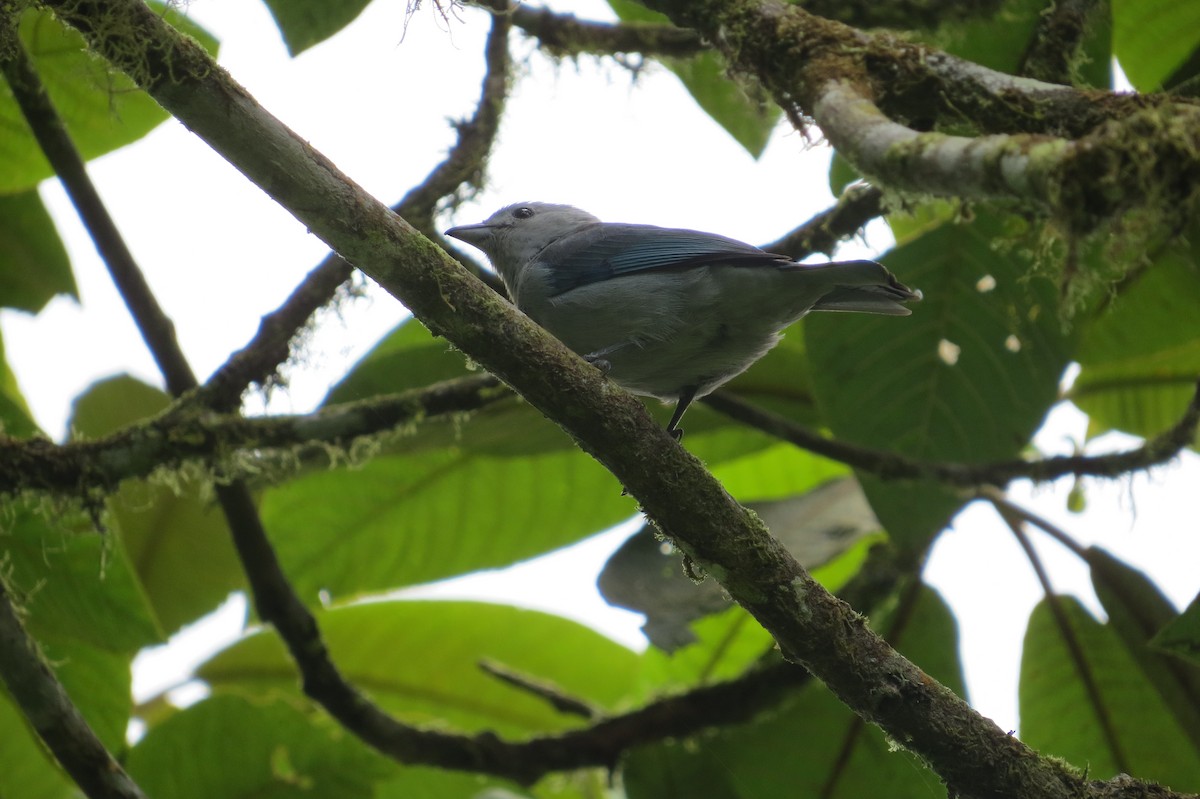 Blue-gray Tanager - ML214495101