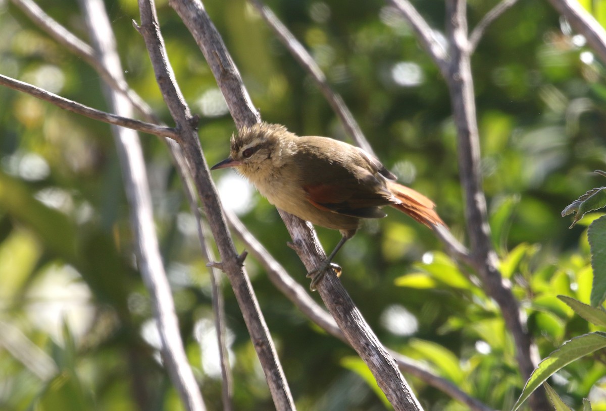 Olive Spinetail - ML214497131