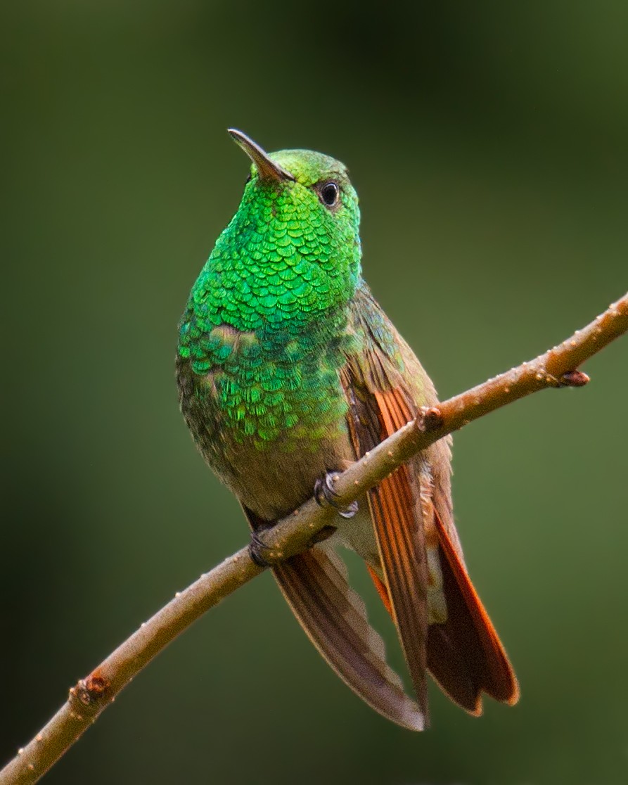 kolibřík mexický - ML21450071