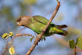  - Brown-headed Parrot