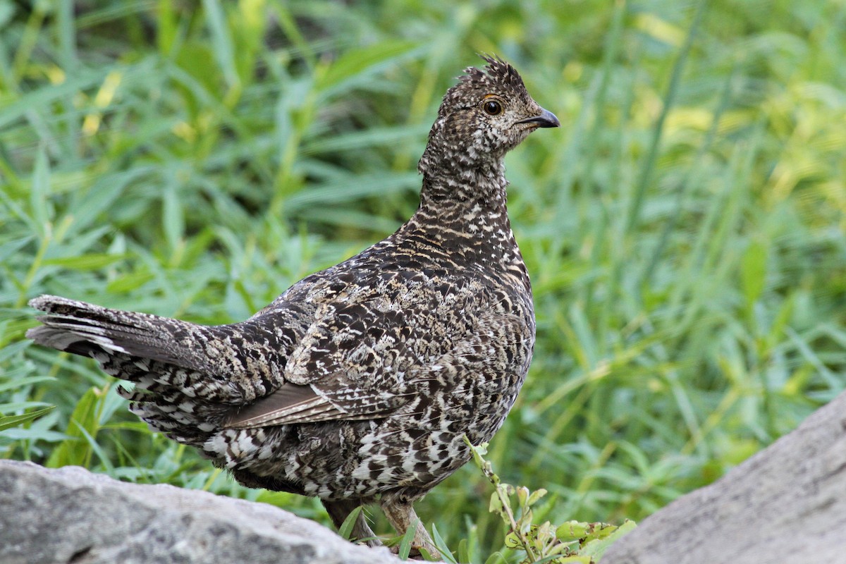 Sooty Grouse - Ginger Spinelli