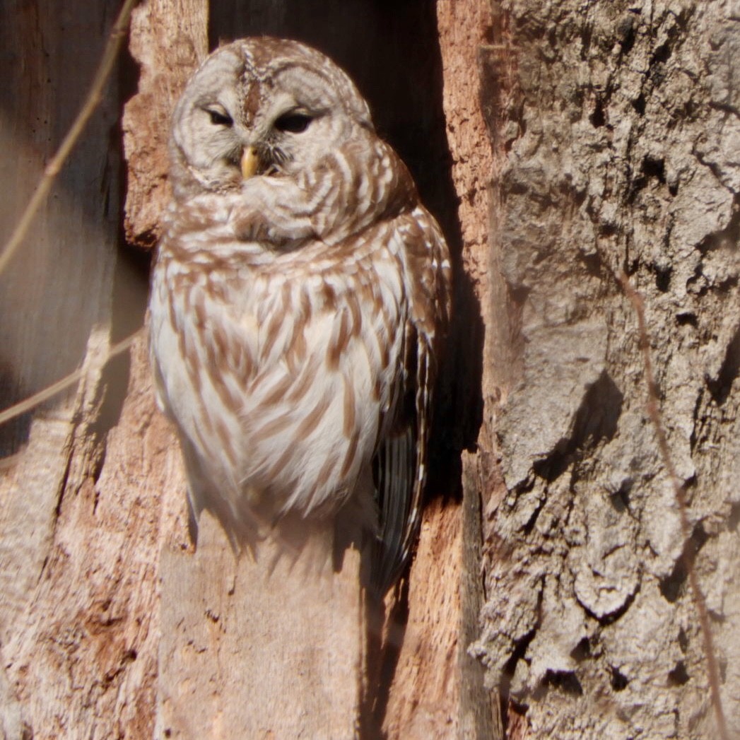 Barred Owl - ML214514351