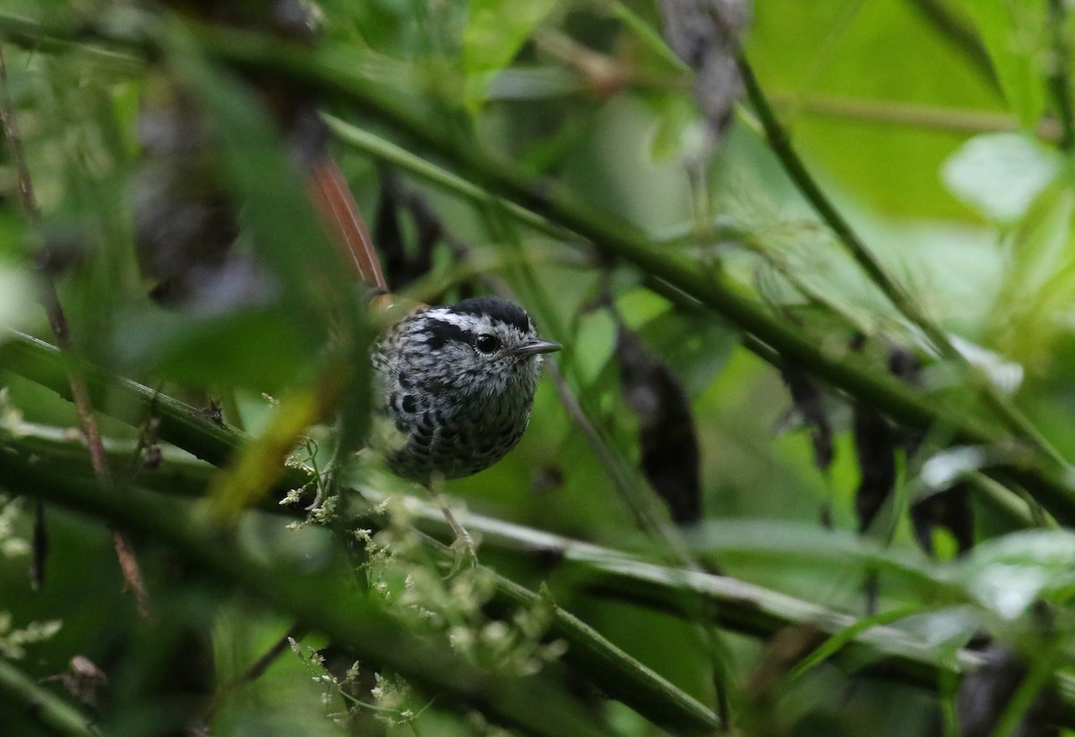 Rufous-tailed Antbird - ML214514951