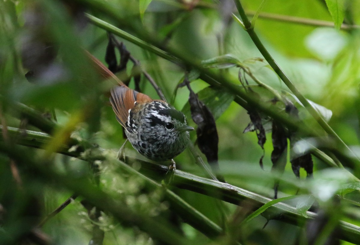 Rufous-tailed Antbird - ML214514971